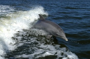 Bottlenose Dolphin Riding Waves